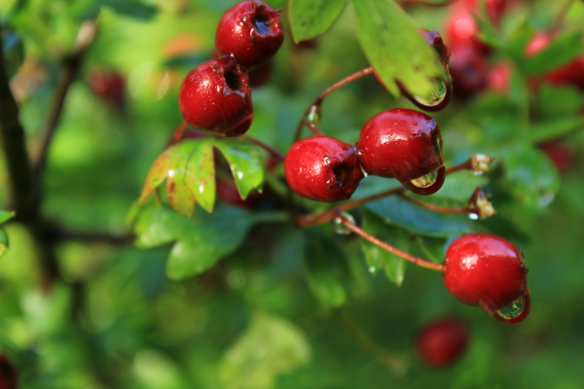 Plante și ingrediente naturale pentru circulație