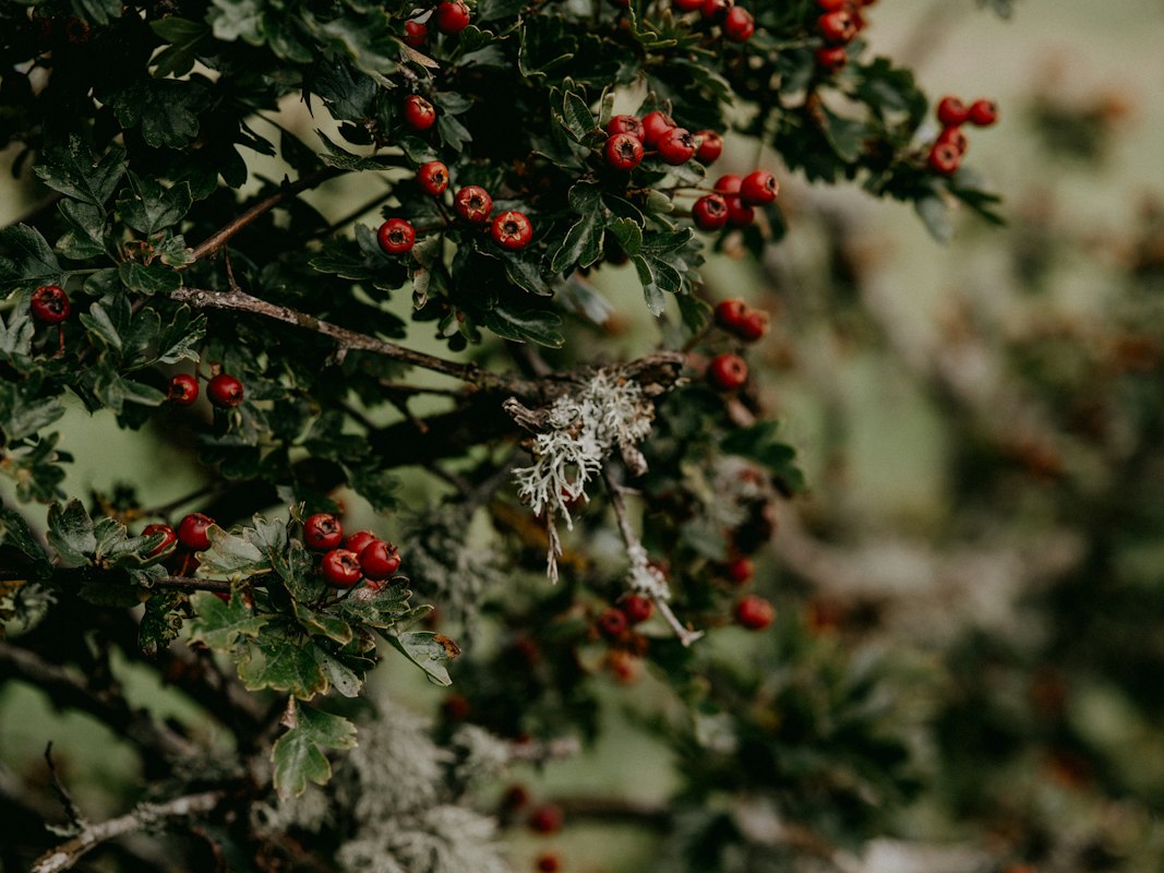 Povestea Bloodflow Botanicals